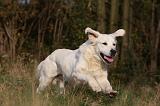 GOLDEN RETRIEVER 839